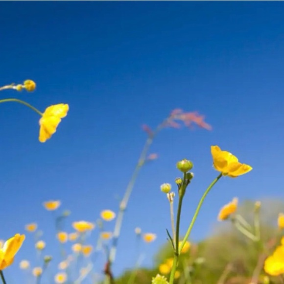 buttercupdeals